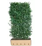 Stechpalme 'Heckenpracht' -R- - Ilex meserveae 'Heckenpracht' -R-