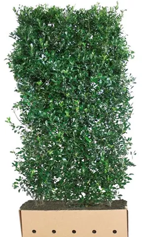 Ilex meserveae 'Heckenpracht' -R-