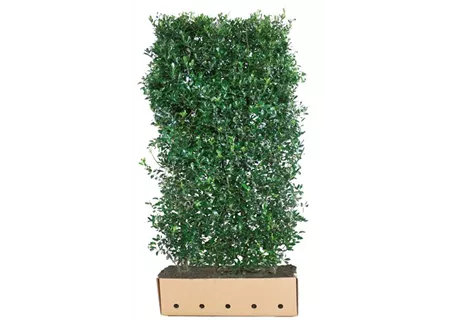 Ilex meserveae 'Heckenpracht' -R- - Stechpalme 'Heckenpracht' -R-