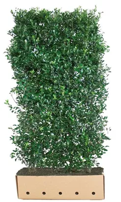 Stechpalme 'Heckenpracht' -R- - Ilex meserveae 'Heckenpracht' -R-