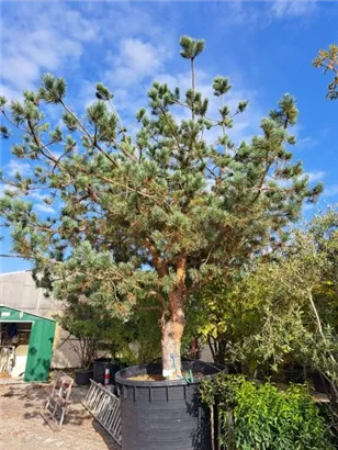 Kiefer - Pinus sylvestris - Unikum