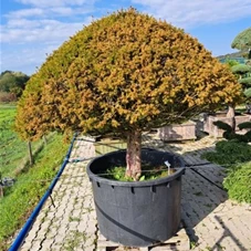 Taxus baccata 'Overeynderi', Nr. 23 Schirmform 200- 250