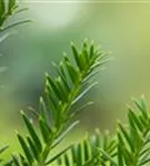 Kegel-Eibe - Taxus baccata 'Overeynderi'