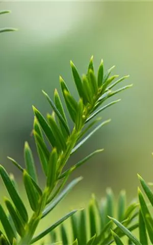 Taxus baccata 'Overeynderi'