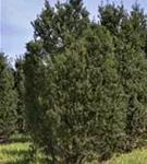 Kegel-Eibe - Taxus baccata 'Overeynderi'