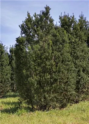 Kegel-Eibe - Taxus baccata 'Overeynderi'