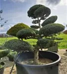 Chin.Wacholder 'Blue Alps' - Juniperus chin.'Blue Alps' - Bonsai