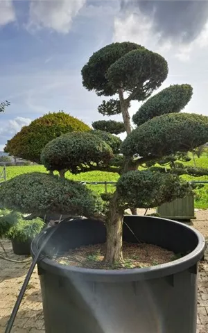 Juniperus chin.'Blue Alps' - Bonsai