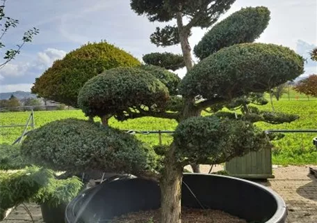 Juniperus chin.'Blue Alps' - Bonsai - Chin.Wacholder 'Blue Alps'