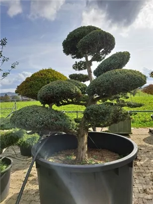 Chin.Wacholder 'Blue Alps' - Juniperus chin.'Blue Alps' - Bonsai