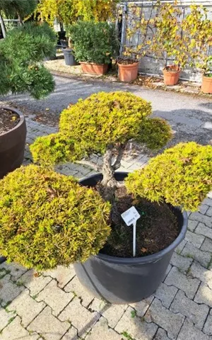 Pinus mugo 'Wintergold' - Bonsai