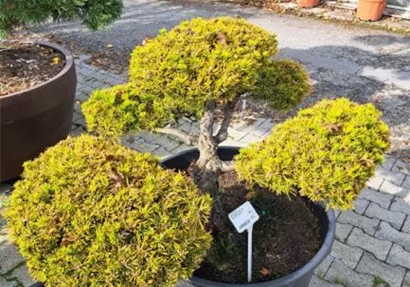 Pinus mugo 'Wintergold' - Bonsai - Berg-Kiefer 'Winter Gold'