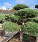 Zwerg-Silberkiefer - Pinus sylvestris 'Watereri' - Bonsai