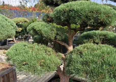 Pinus sylvestris 'Watereri' - Bonsai - Zwerg-Silberkiefer