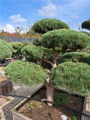 Zwerg-Silberkiefer - Pinus sylvestris 'Watereri' - Bonsai