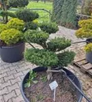 Japan.Zwergeibe - Taxus cuspidata 'Nana'