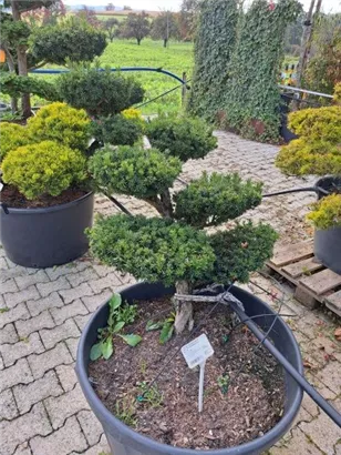 Japan.Zwergeibe - Taxus cuspidata 'Nana'