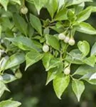 Jap.Storaxbaum - Styrax japonicus