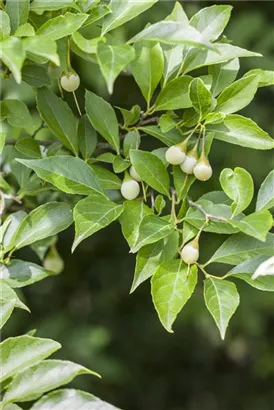 Jap.Storaxbaum - Styrax japonicus