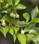 Jap.Storaxbaum - Styrax japonicus