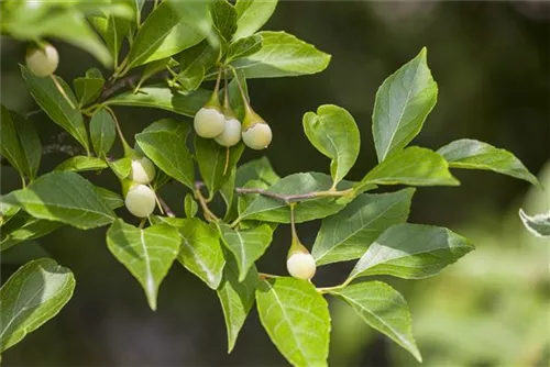 Jap.Storaxbaum - Styrax japonicus