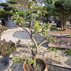 Cydonia oblonga, C 90 Bonsai 150- 175