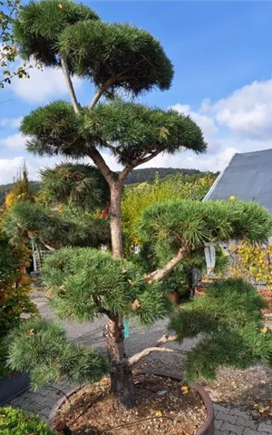 Pinus nigra ssp.nigra - Bonsai