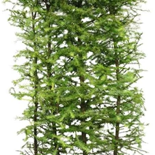 Larix kaempferi, Heckenelement 200-