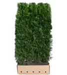 Lebensbaum 'Smaragd' - Thuja occidentalis 'Smaragd' - Heckenelemente