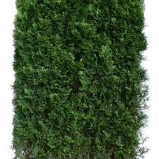 Thuja occidentalis 'Smaragd' - Heckenelemente, Heckenelement 200-