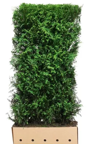 Thuja plicata 'Martin'