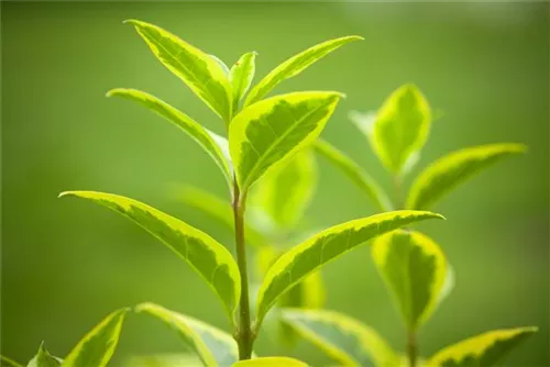 Goldliguster - Ligustrum ovalifolium 'Aureum'