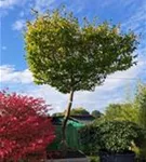 Hainbuche,Weißbuche - Carpinus betulus - Unikum