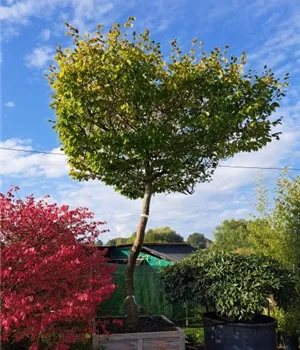 Carpinus betulus - Unikum