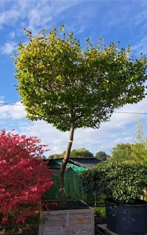 Carpinus betulus - Unikum