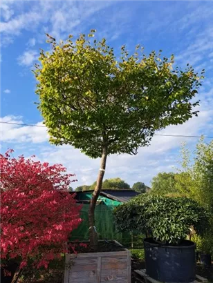 Hainbuche,Weißbuche - Carpinus betulus - Unikum