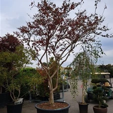 Lagerstroemia indica 'Violacea Grassi', C 450 mehrstämmig 250- 300