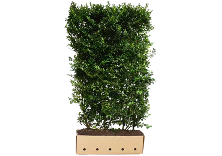 Ilex meserveae 'Blue Prince' -R- - Stechpalme männlich 'Blue Prince' -R-