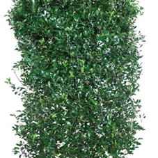 Ilex meserveae 'Heckenpracht' -R-, Heckenelement 120-