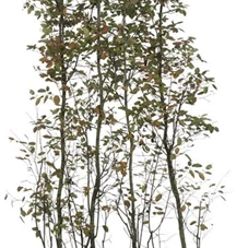 Amelanchier lamarckii - Heckenelemente, Heckenelement 200-