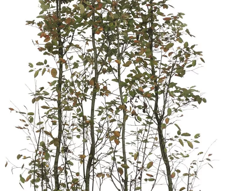 Amelanchier lamarckii - Heckenelemente