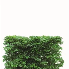 Fagus sylvatica - Heckenelemente, Heckenelement 80-