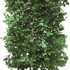 Fagus sylvatica - Heckenelemente, Heckenelement 200-