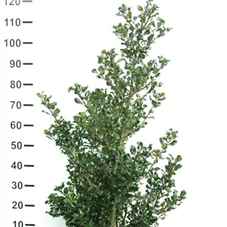 Ilex meserveae 'Blue Prince' -R-, MB 100- 125