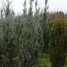 Juniperus scopulorum 'Moonglow', MB 175- 200