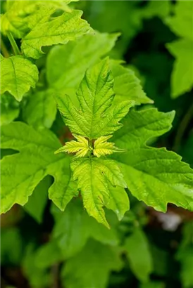 Gewöhnlicher Schneeball 'Roseum' - Viburnum opulus 'Roseum'