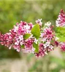 Herbstflieder - Syringa microphylla 'Superba' - Ziergehölze