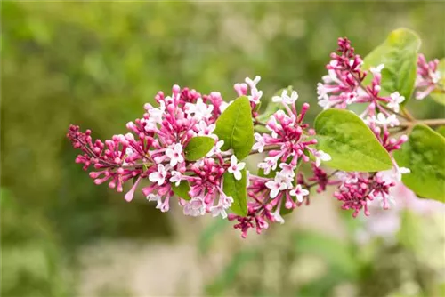 Herbstflieder - Syringa microphylla 'Superba' - Ziergehölze