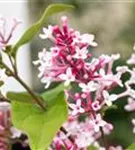 Herbstflieder - Syringa microphylla 'Superba' - Ziergehölze