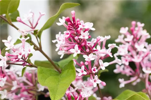 Herbstflieder - Syringa microphylla 'Superba' - Ziergehölze